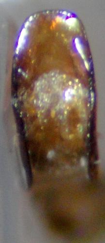 Charagmus sp.